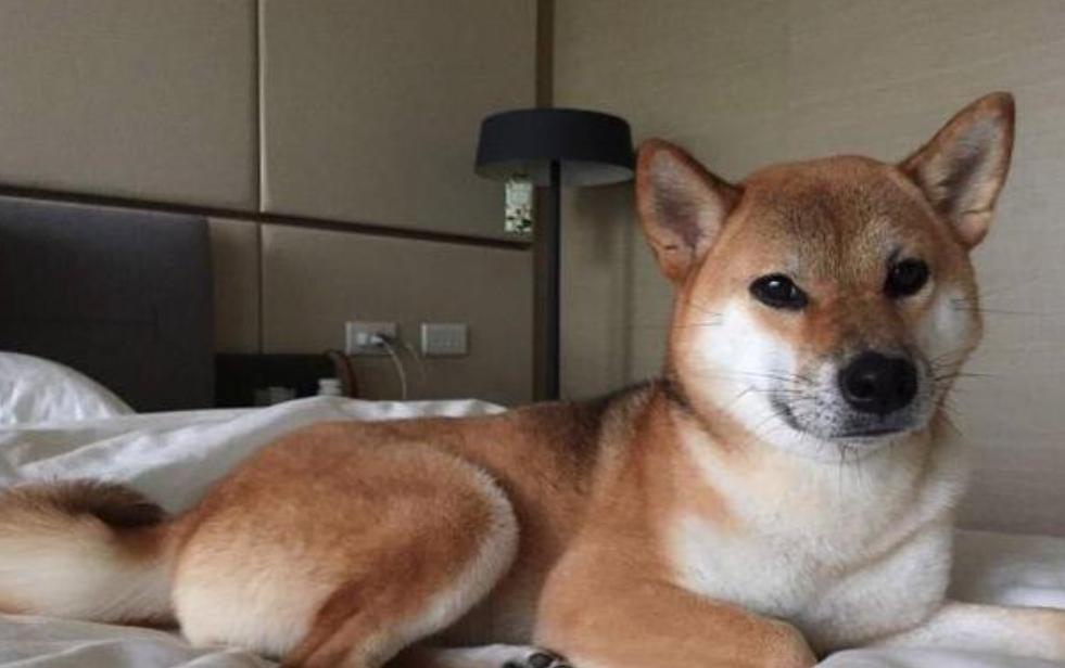 陈嘉烨经常在沙发上睡着，这沙发到底有多舒适？好想要同款啊