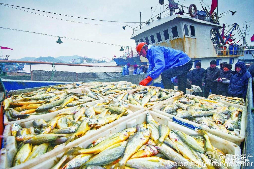 大黄鱼这么贵是因为营养更高吗,野生大黄鱼的五个不一样