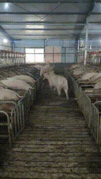 搞笑gif铁砂掌,铁砂掌传人一掌劈开十块砖头