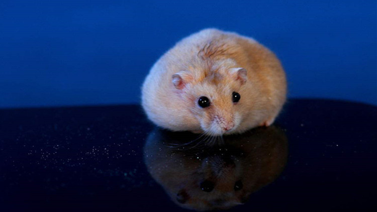 布丁仓鼠激萌时刻,布丁仓鼠萌宠