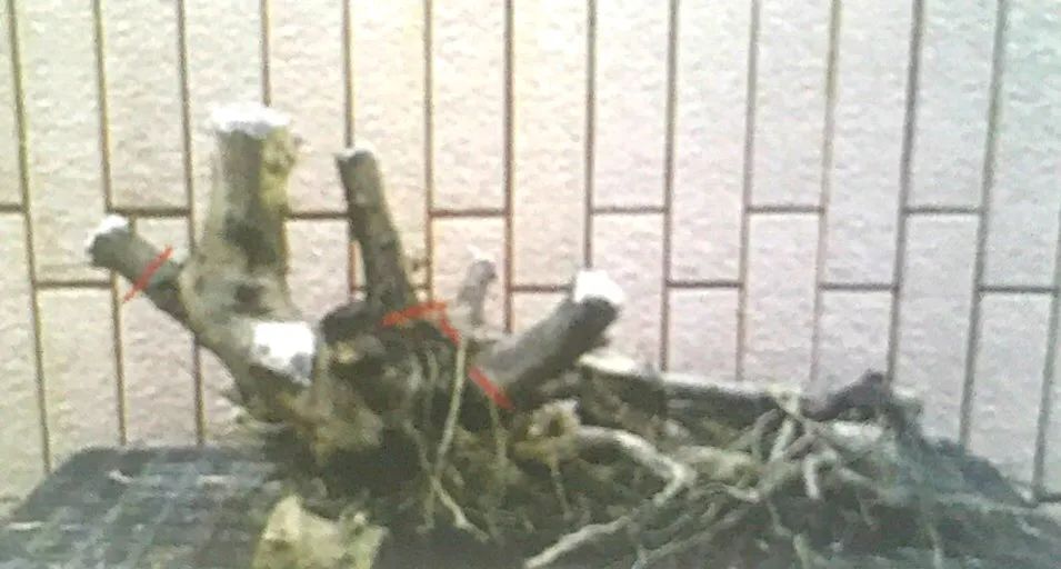 雀梅老桩盆景的造型,雀梅盆景树桩大全