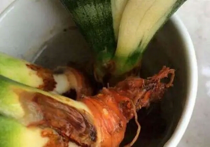 虎皮兰银脉能吸甲醛吗,金边虎皮兰吸收甲醛吗