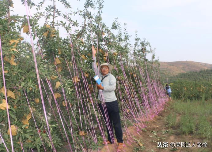 果树整形修剪技术,苹果树整形修剪基础知识