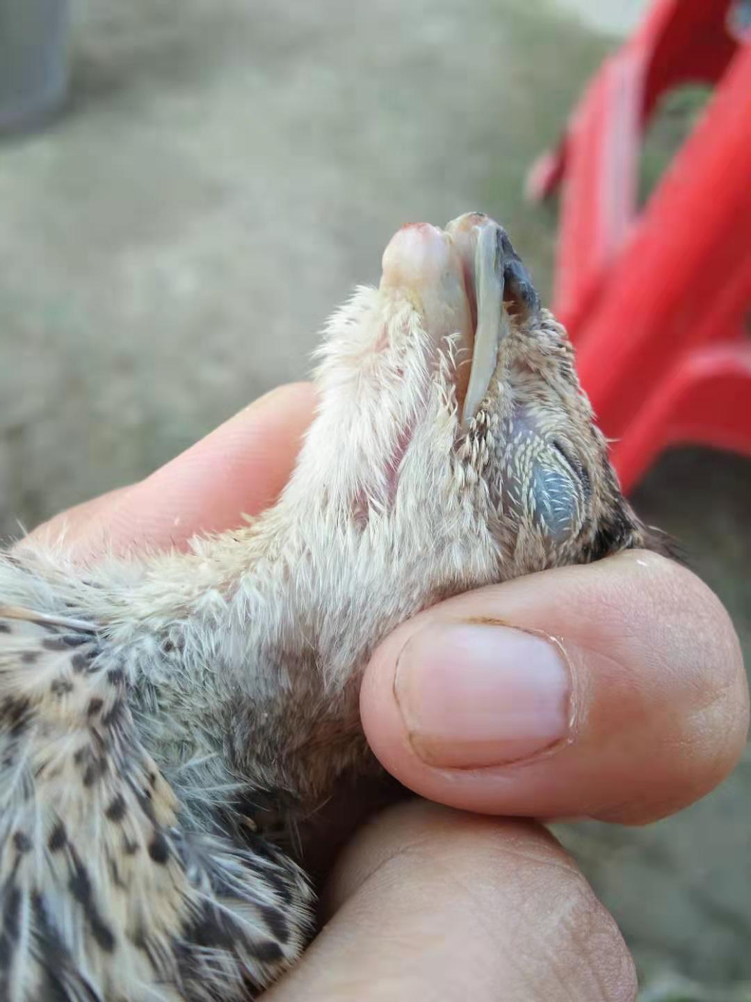 鸡的嘴破了怎么办,鸡的嘴巴烂了怎么办