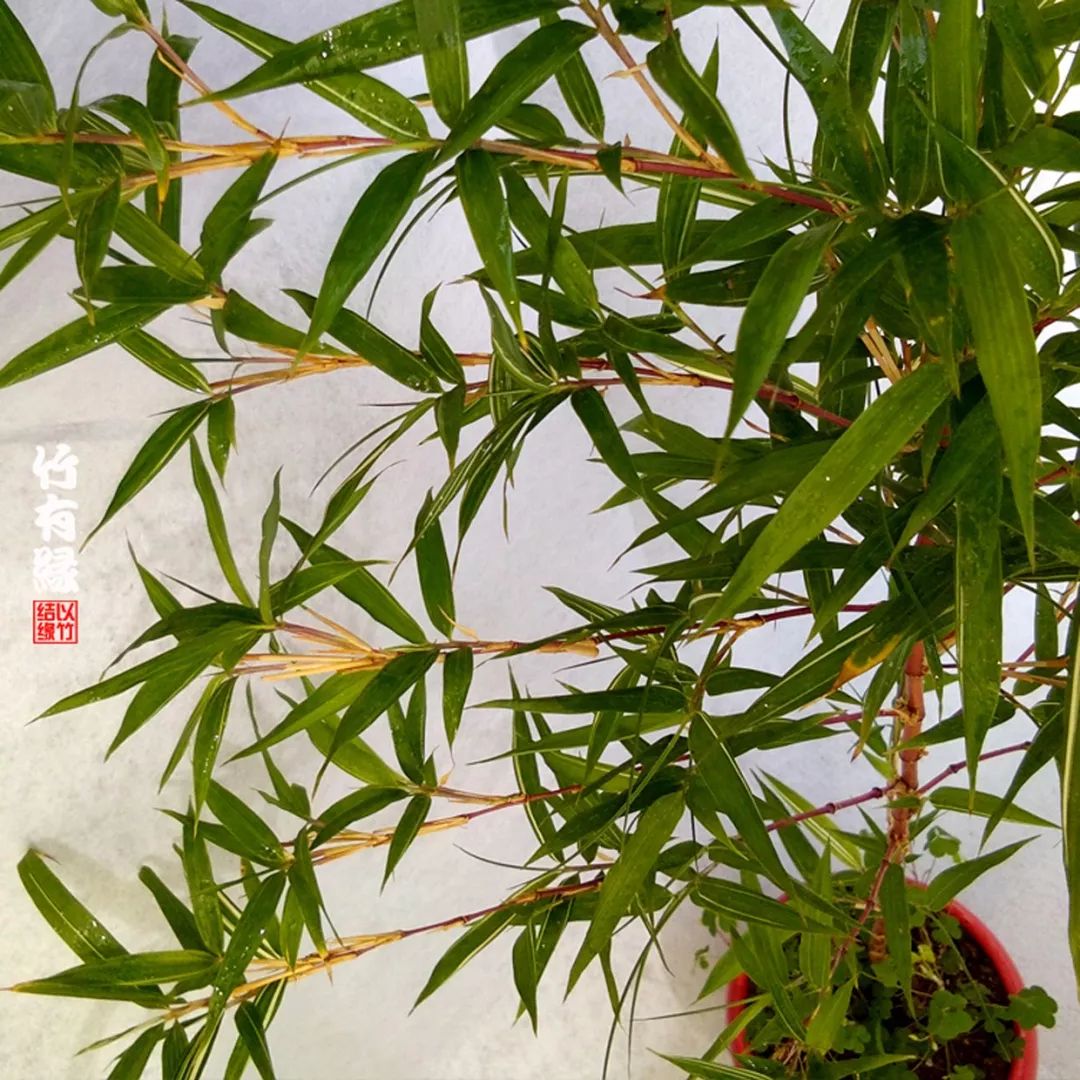 冬天来了你家备暖气片了吗,冬天来了你家棉拖准备好了吗