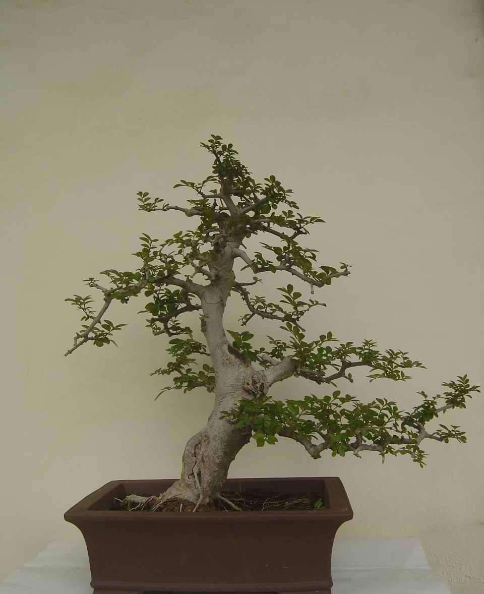 盆景掉价,为什么这几年的盆景不好卖了