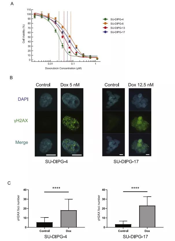 一级脑干胶质瘤,脑干胶质瘤指南