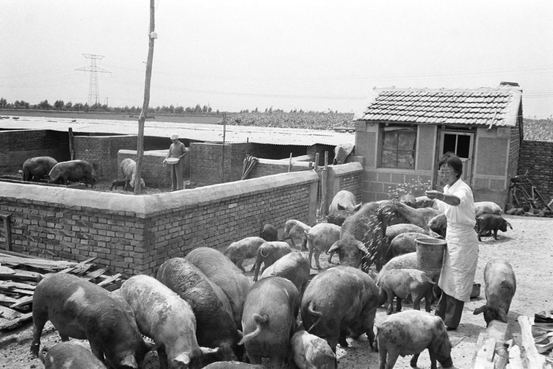 中国大豆惨败的一战,中国大豆困局如何解决