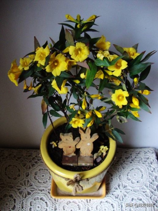 什么花比茉莉还好养,四季茉莉花哪个品种好养