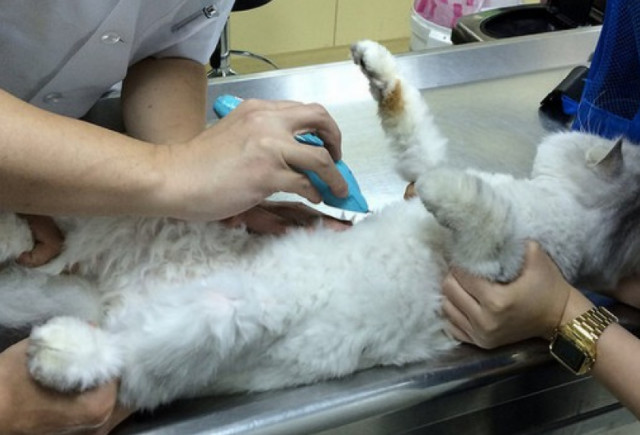 流浪猫收养注意事项洛阳,收养流浪猫幼崽注意事项