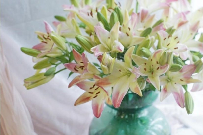 百合纯洁淡香味浓烈,百合清新淡雅洁白无瑕