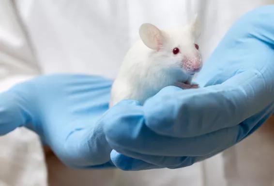 老鼠实验看人类命运,预测人类命运的老鼠实验