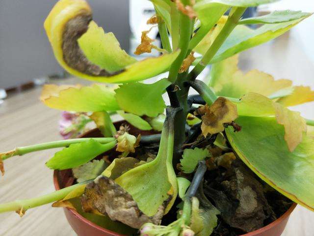 长寿花叶尖发黄是什么原因,长寿花叶子尖发黄是怎么回事