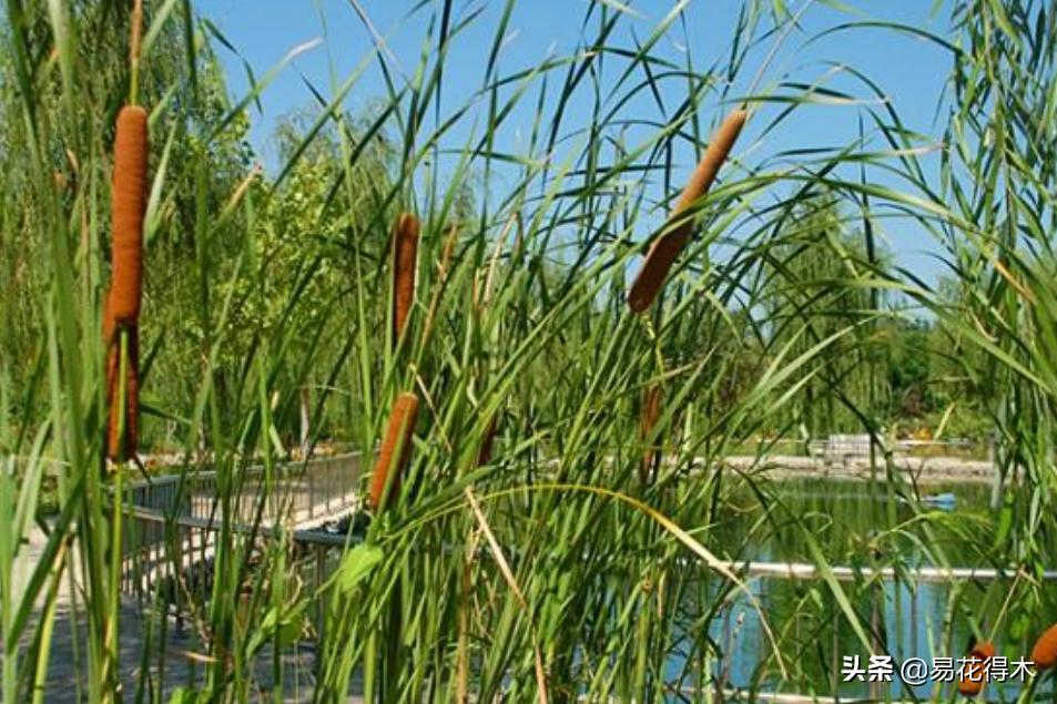 四季开花香味浓的观花植物,观叶型花卉有哪些花可以吃