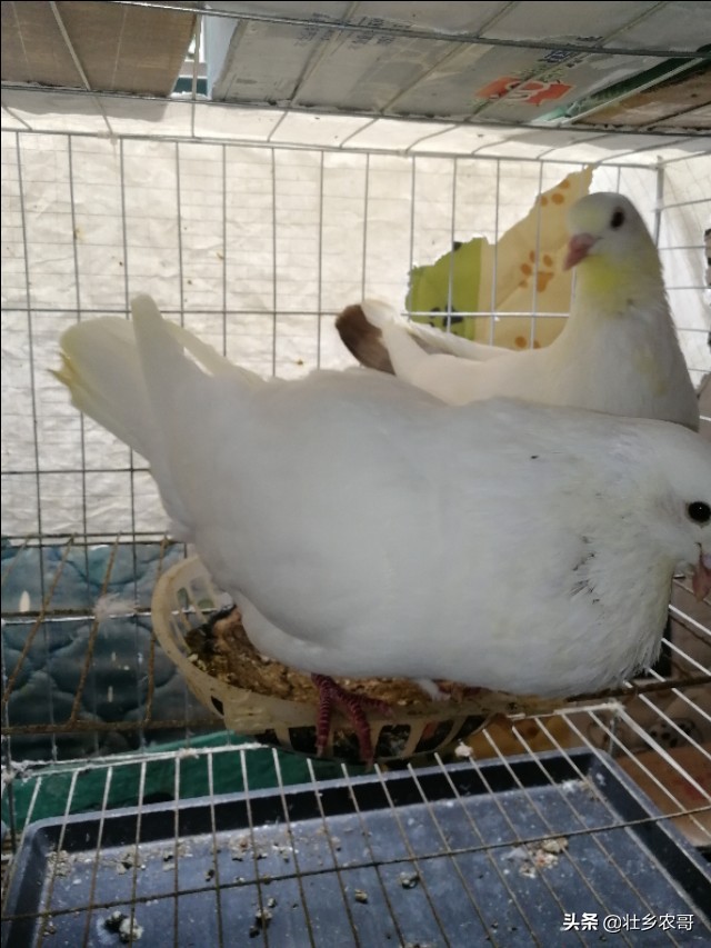 鸽子毛滴虫病诊断与防治