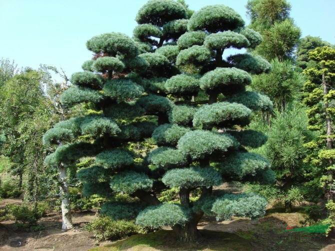 庭院栽树的讲究和忌讳,庭院种哪些树对庭院风水有利