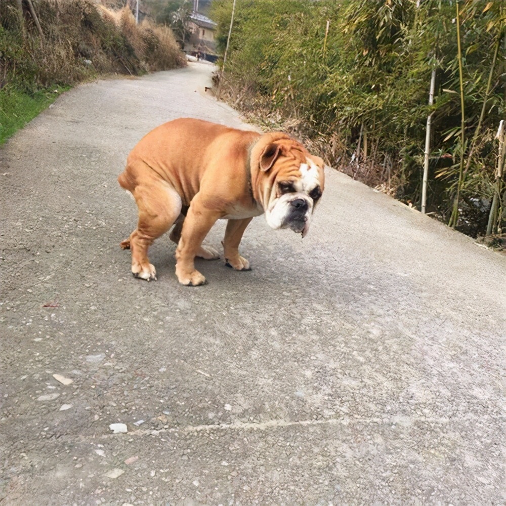 狗狗拉屎正常是什么样的,狗狗拉大便正常的姿势