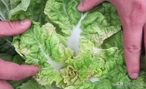 大白菜干烧是什么原因,白菜干烧芯是怎么回事