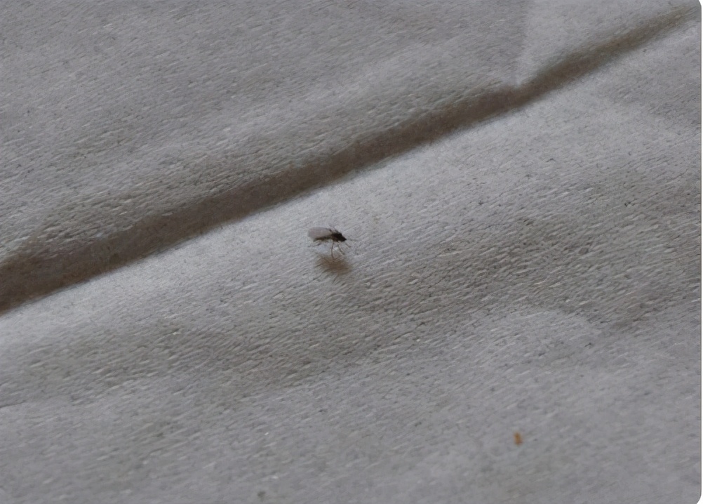 河边小黑蚊子咬人很痒,比芝麻还小的黑色蚊子怎么消灭