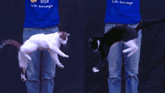 养猫不封窗的人,养猫不封窗猫为什么不会逃跑