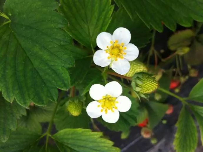 草莓花期有虫怎么管理,草莓花期的管理技巧与草莓高产