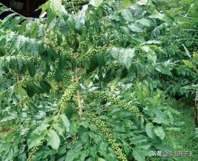 咖啡的三大品种及其特点,常见的咖啡品种有哪些