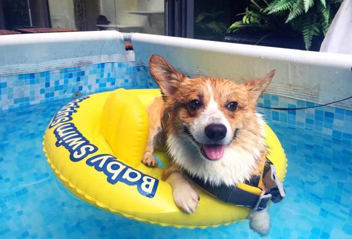 柯基能受得了高温,养柯基主要注意事项