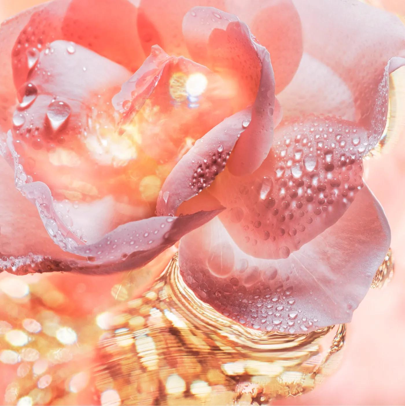 宝格丽玫香金漾香水限量款,全新宝格丽欢沁玫香女士淡香水