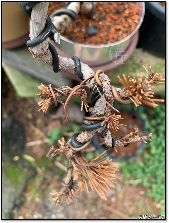 盆景的基础管理养护方法,盆景怎么养护才能更好