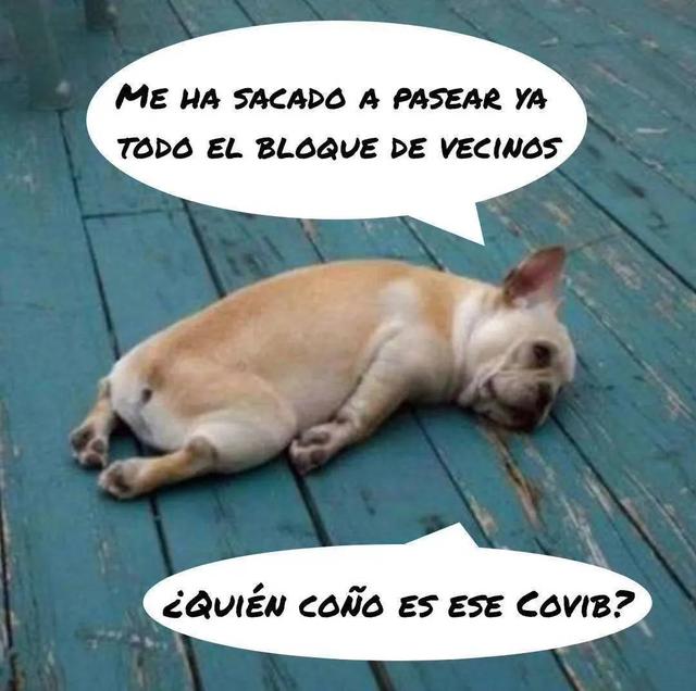 已经遛我38次了！西班牙限行后，主人为了出门把狗都遛瘫了