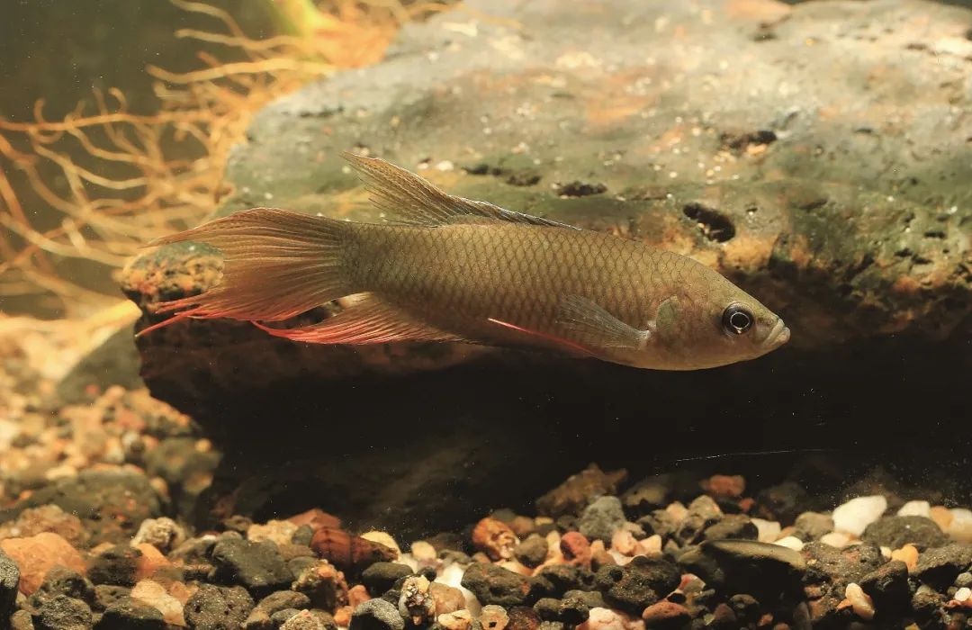 各种淡水鱼你认识吗,淡水鱼的种类你认识几种