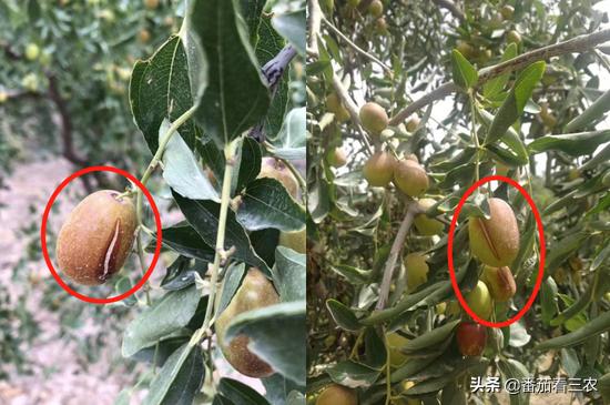 冬枣裂果最佳治疗方案,枣树防裂果方法