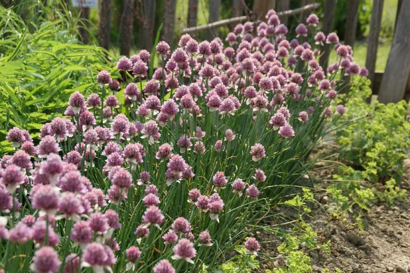 观花草本植物推荐,最具观赏性的观叶植物
