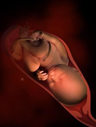 胎儿发育全过程标本,是否能看到胎儿的发育过程