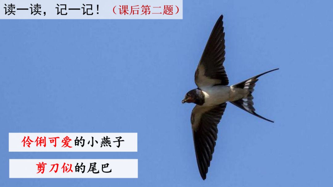 语文三年级下册燕子课文解析,三年级语文下册第2燕子课文重点