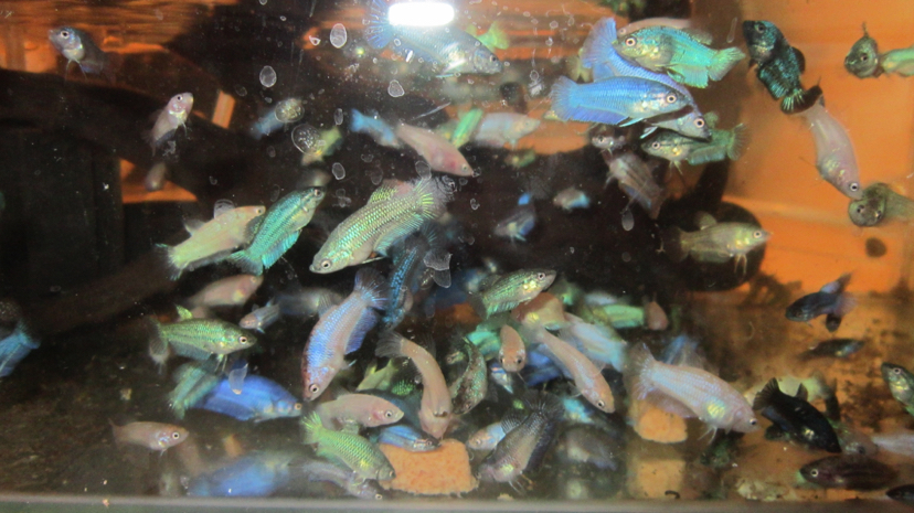 鍥芥枟绻佹畺娉版枟,娉版枟鍏瘝绻佹畺