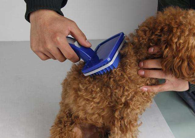 贵宾犬怎么养才不臭,贵宾犬怎么纠正护食