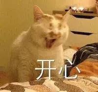 猫薄荷对猫咪有什么危害吗,让猫咪陷入疯狂的猫薄荷