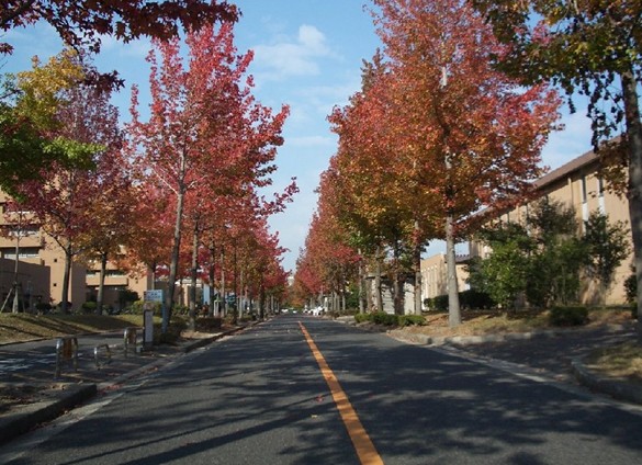 鏃ユ湰骞垮矝澶у浠嬬粛,鏃ユ湰骞垮矝澶у