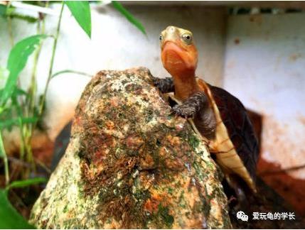 黄缘龟该如何造景,黄缘龟造景用河沙