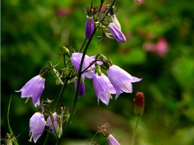 沙参开花了,沙参开花白色