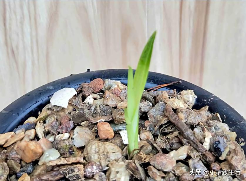 兰花枯萎怎么补救,兰花凋谢了如何再种