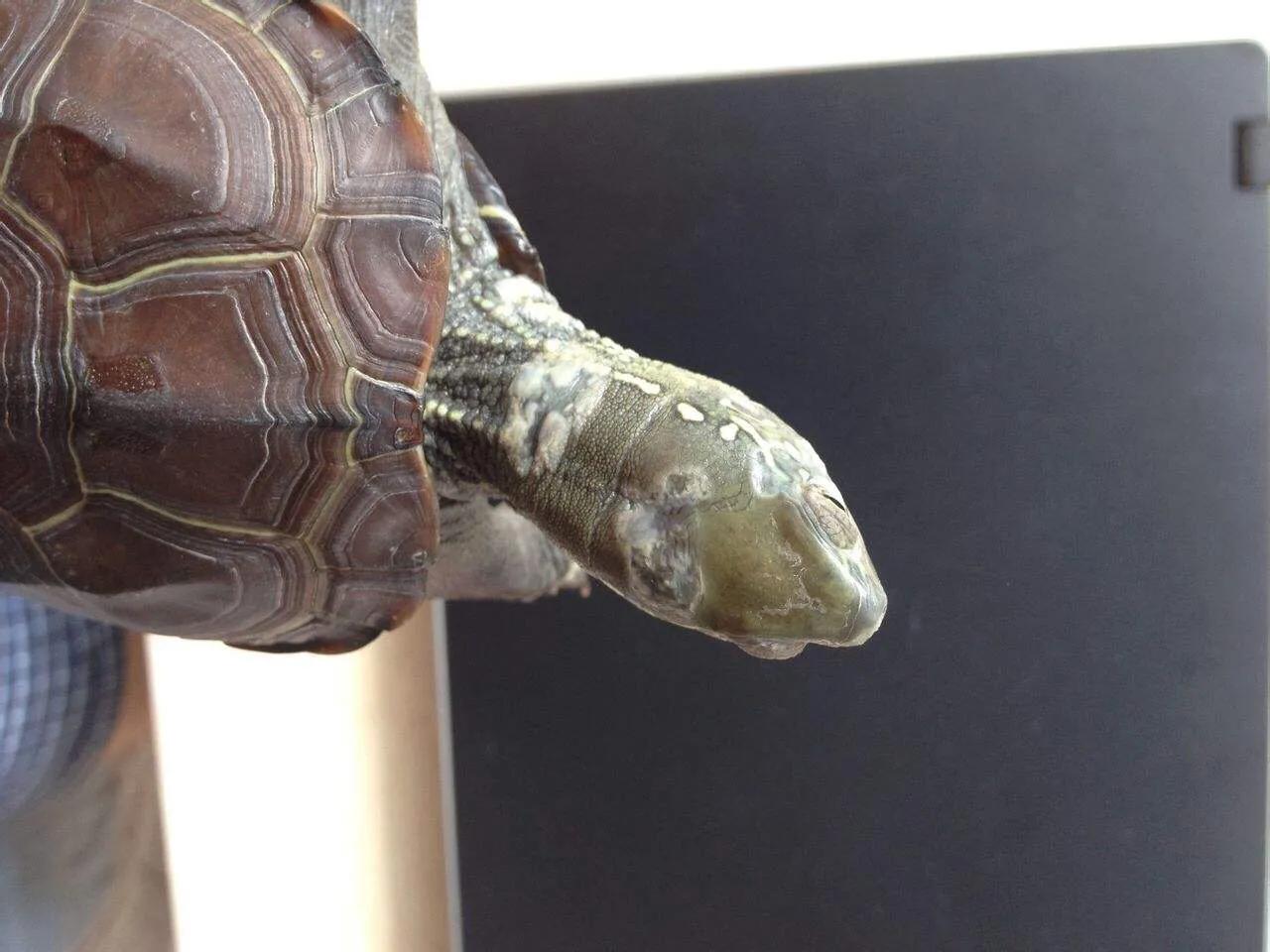 谈谈我个人对于宠物龟常见疾病的治疗与预防