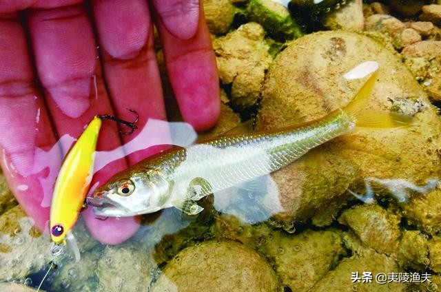 路亚钓马口的技巧和方法,怎样才能钓马口钓得多又快