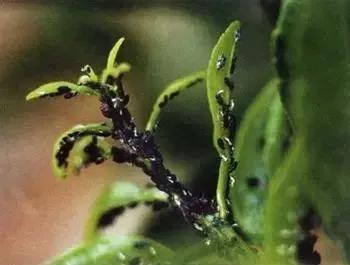 柑橘病虫害最新防治技术,柑橘病虫害详解视频教程