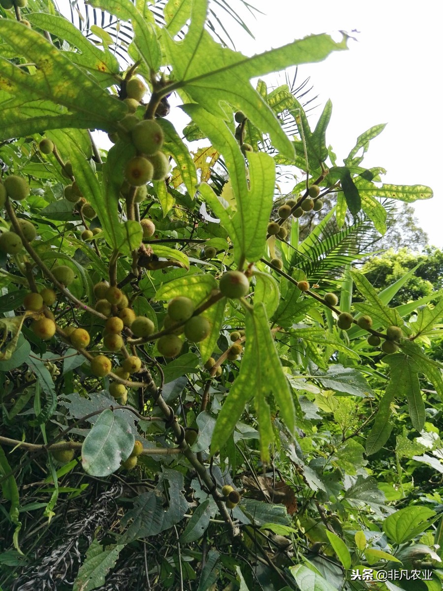 见过这作物吗?想桃又不是桃,市场50元一斤,只因种家少需求大!