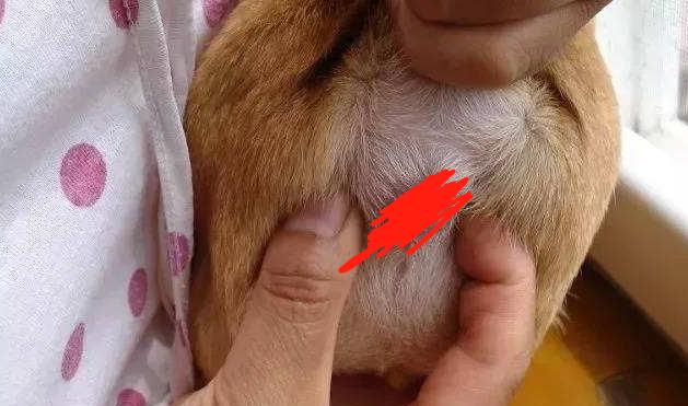 狗狗身上气味难闻怎么处理,狗狗刚到家异味去除方法