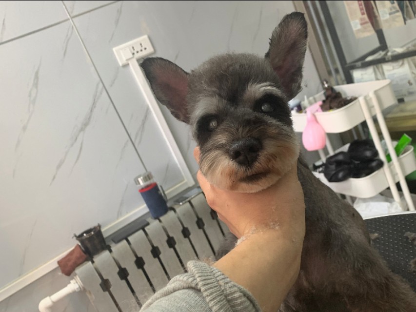 收破烂的大爷捡了一只哈士奇,收破烂的大叔捡到一个小孩