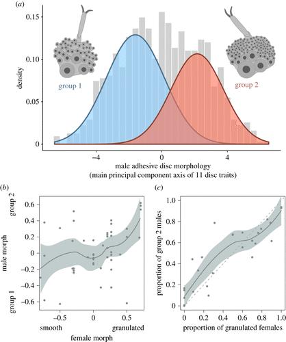 性冲突导致生殖隔离？这家伙霸王硬上弓却造成物种进化停滞！