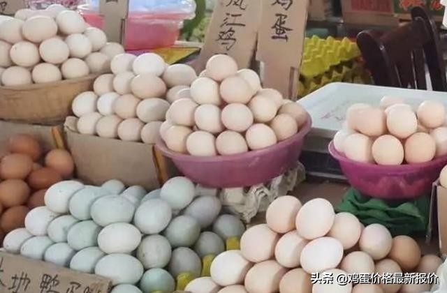 2022年河北馆陶市场今日鸡蛋价格,鸡蛋价格早报2021年10月23日